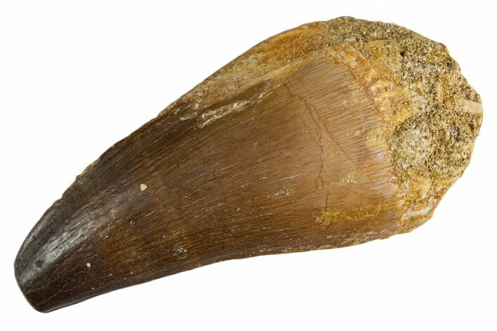 Fossil Prognathodontid Mosasaur Tooth - Morocco #345121